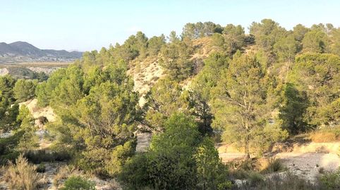 Foto 4 de Terreno en venta en Lorca, S/n, Puntarrón, Lorca