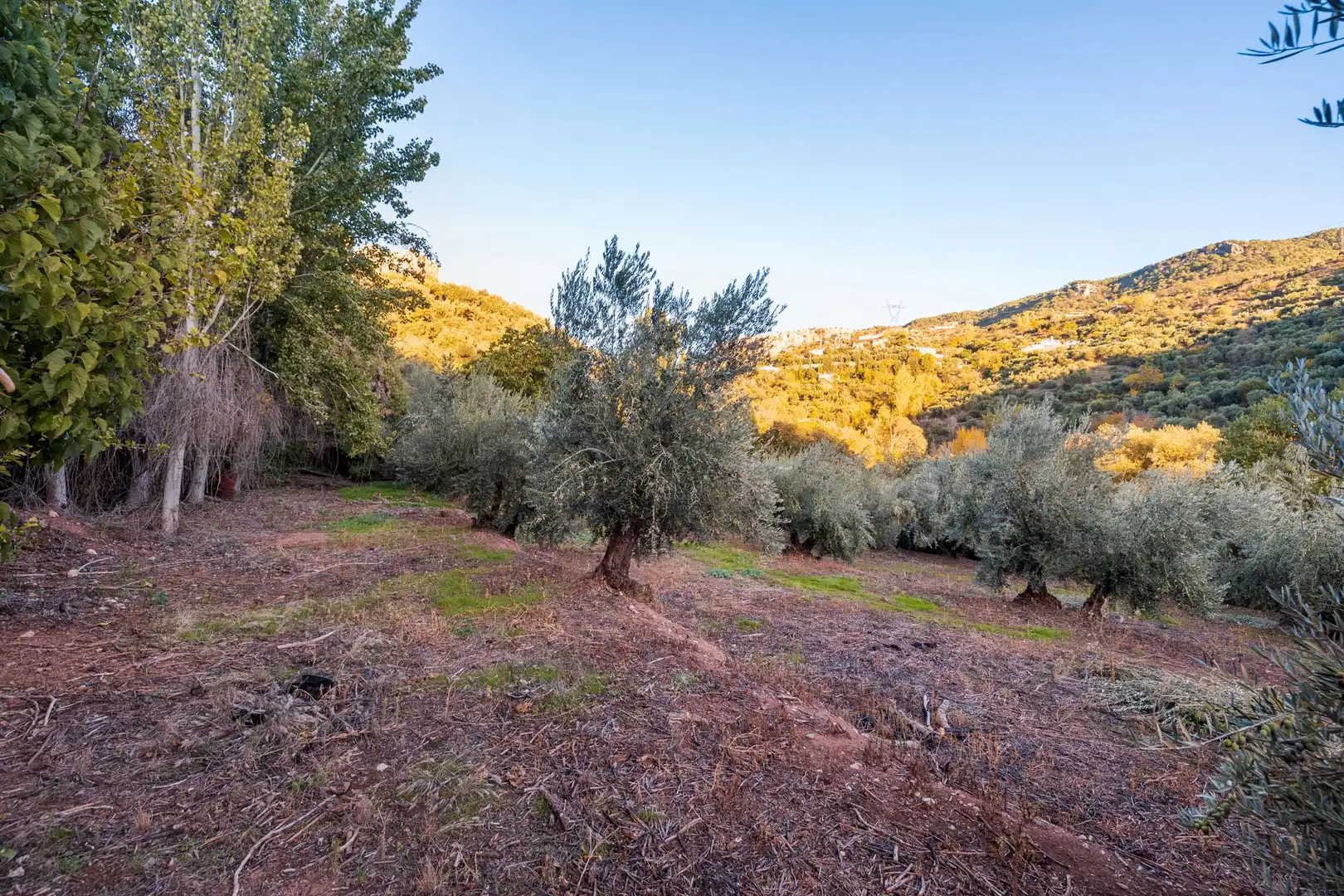 Casa o xalet en venda en Cogollos de la Vega