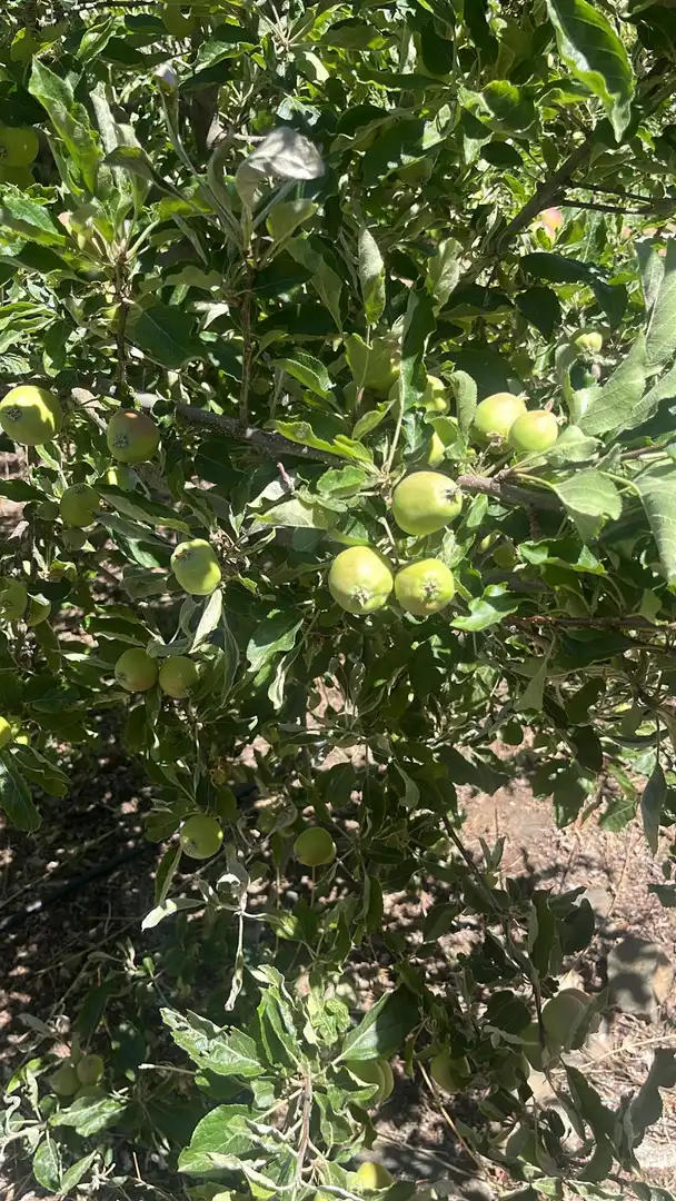 Terreni e lotti in vendita a Nigüelas, imagen 31