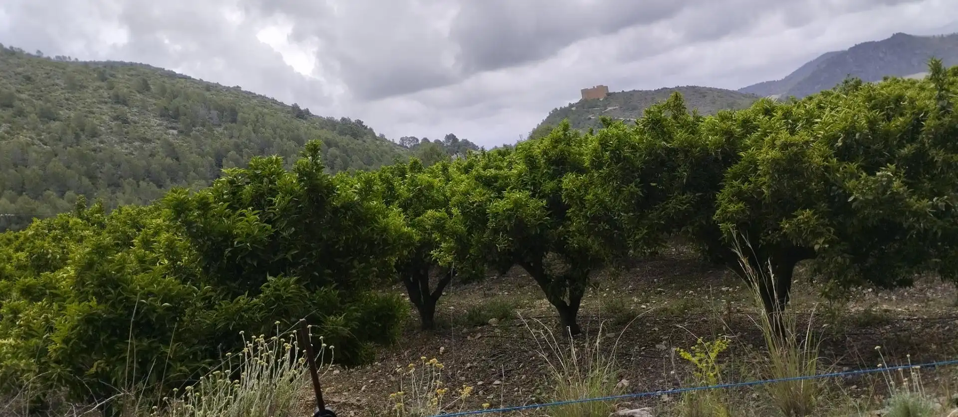 Rural land for sale in L'Atzúbia