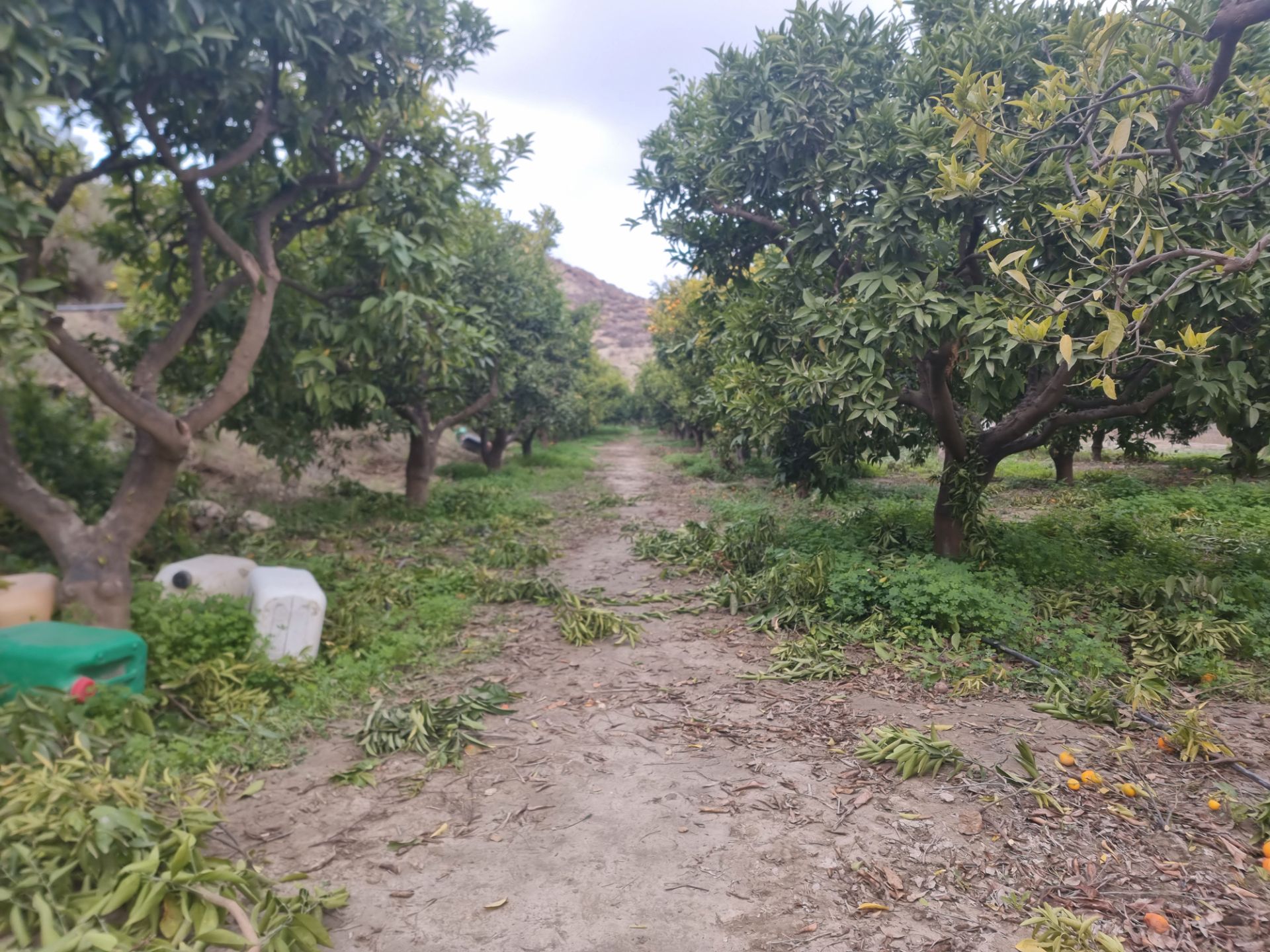 Land for sale in Terque