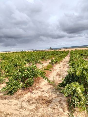 Finca rústica en Venta en Bollullos Par del Condado