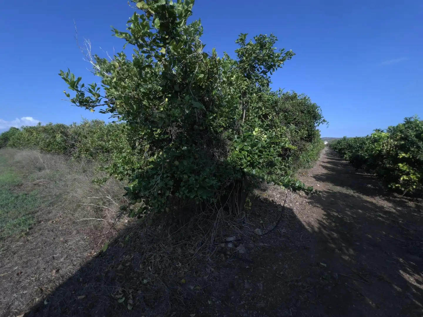 Rural land for sale in Alcanar, imagen 6