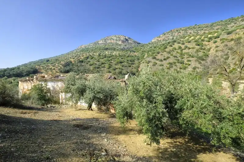 Terreno rústico en venta en Algarinejo, imagen 14
