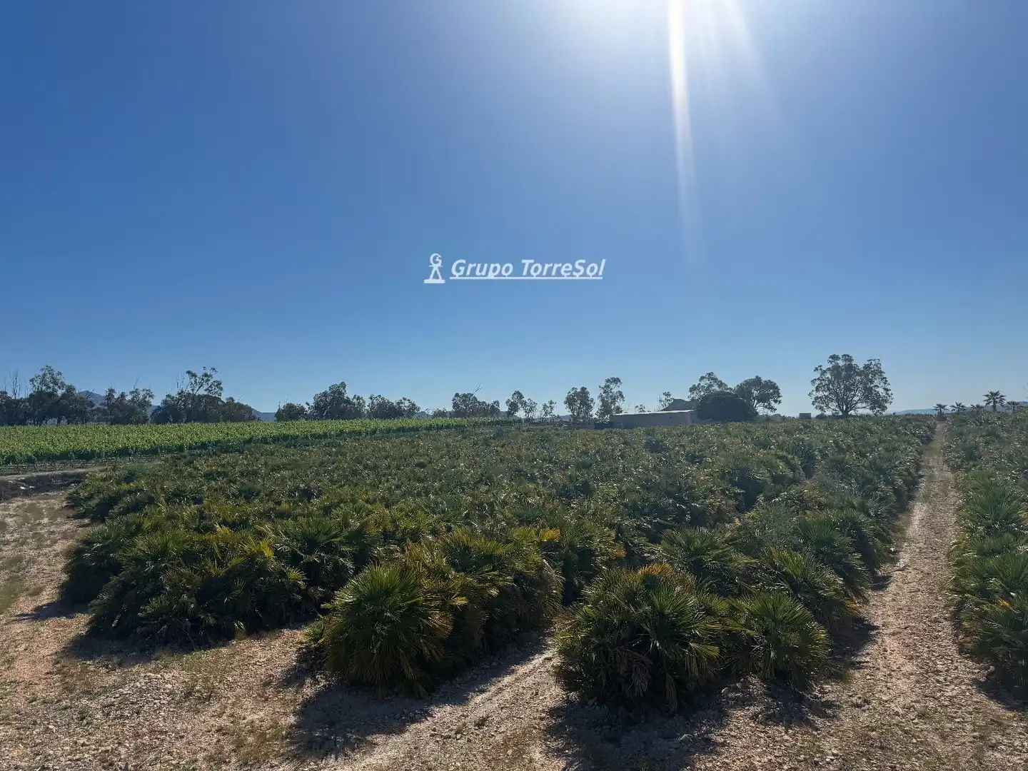 Land for sale in Monforte del Cid