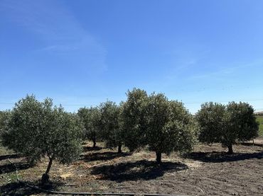 Terreni e lotti in vendita a Las Cabezas de San Juan