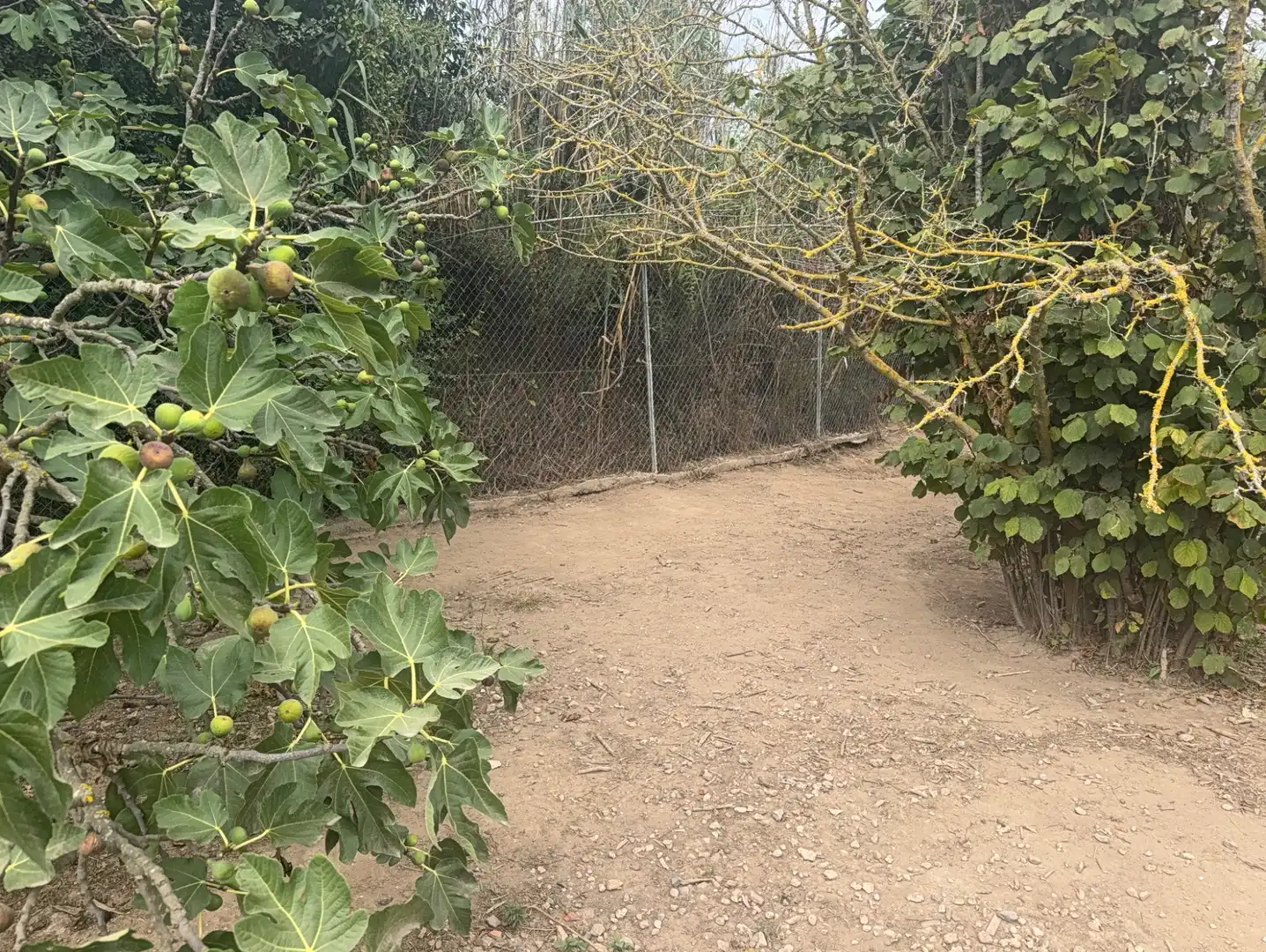 Terreny rústic en venda a Carretera del Catllar 22, imagen 15