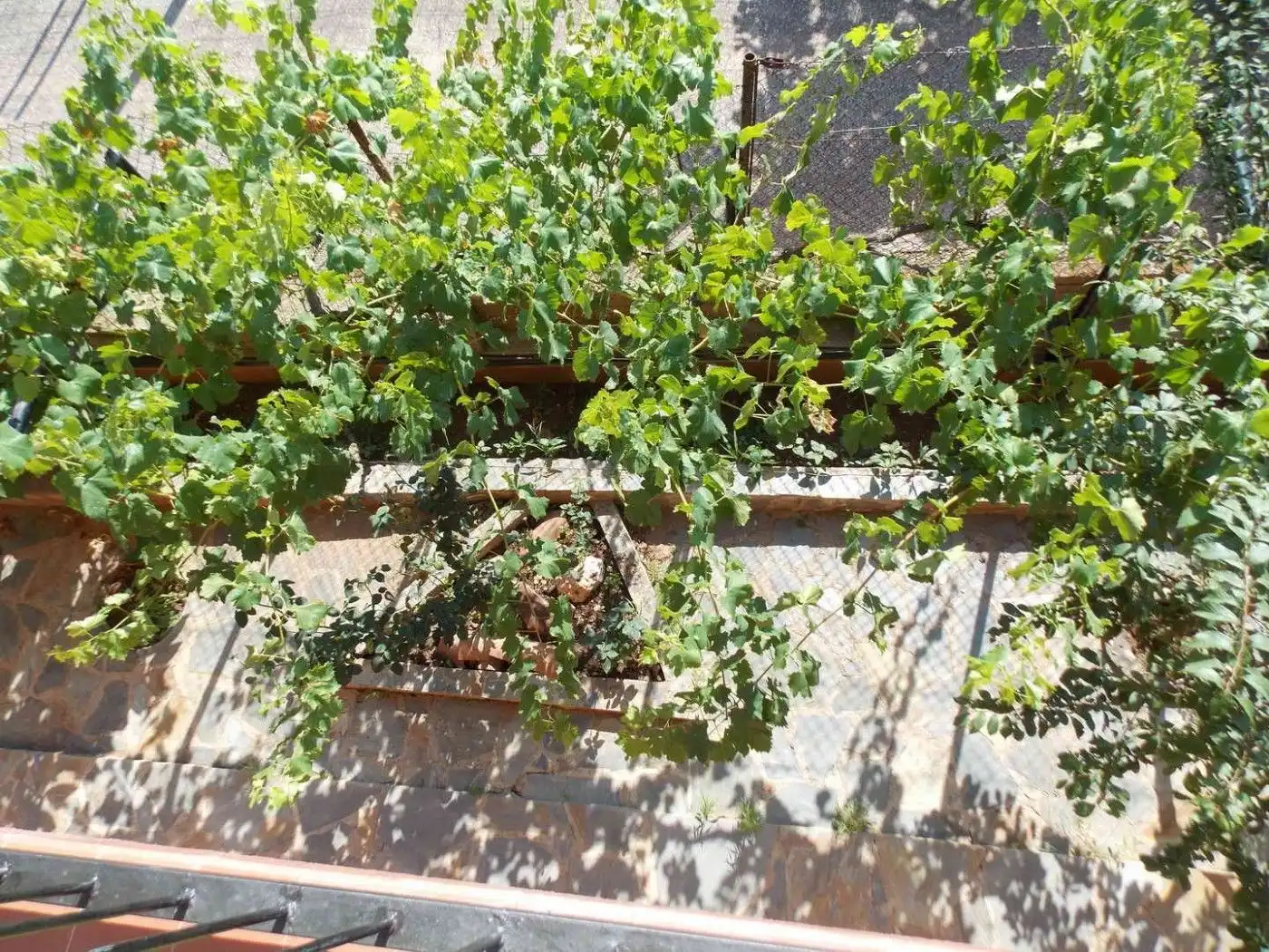 Jardín de Casa o chalet en venta en Vallirana, Barcelona