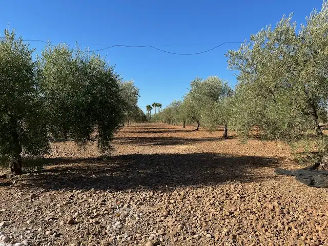 Villa mit Garten zum Verkauf in La Carlota, imagen 3