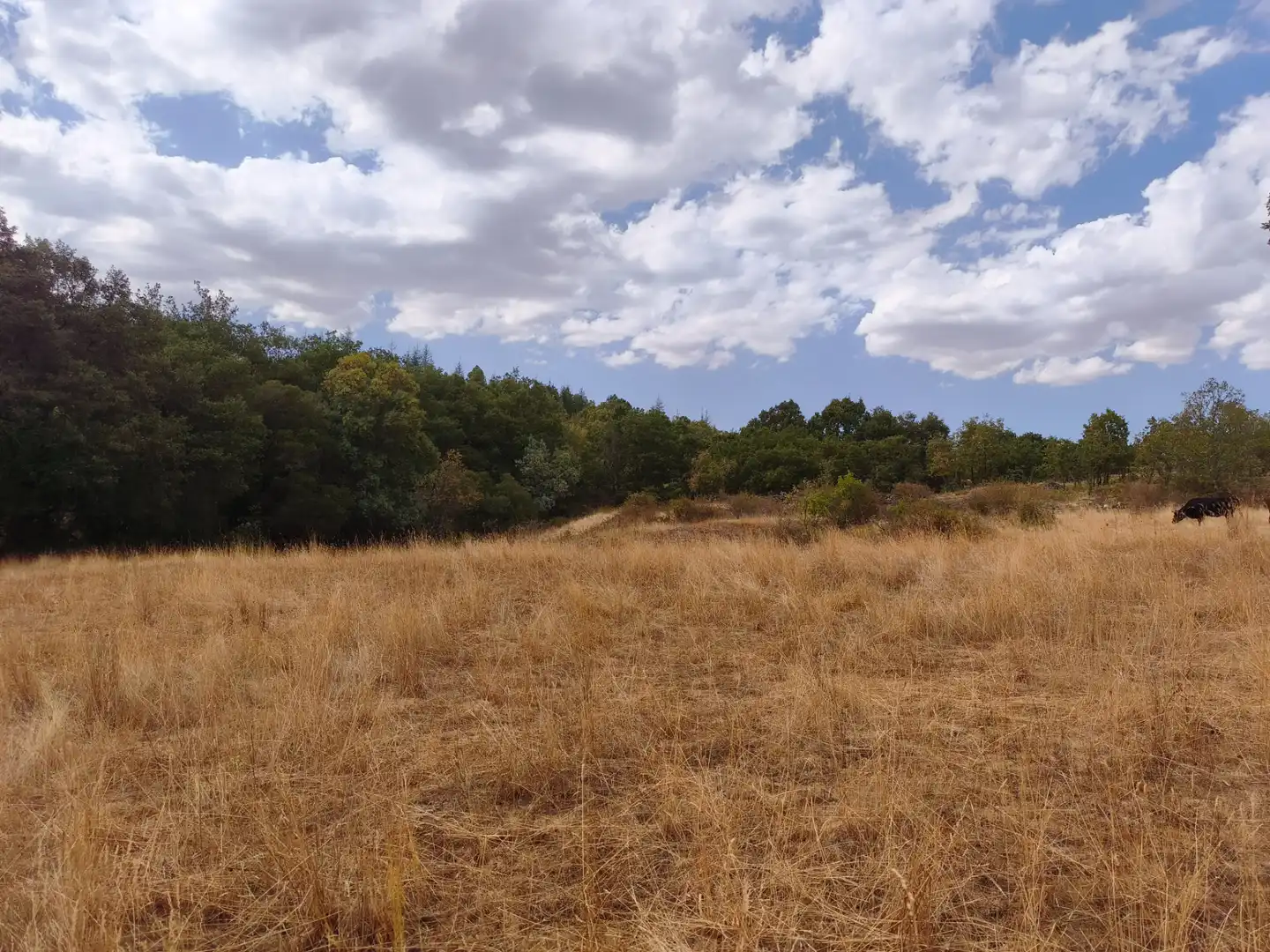 Terreno en venta en Piñuécar-Gandullas
