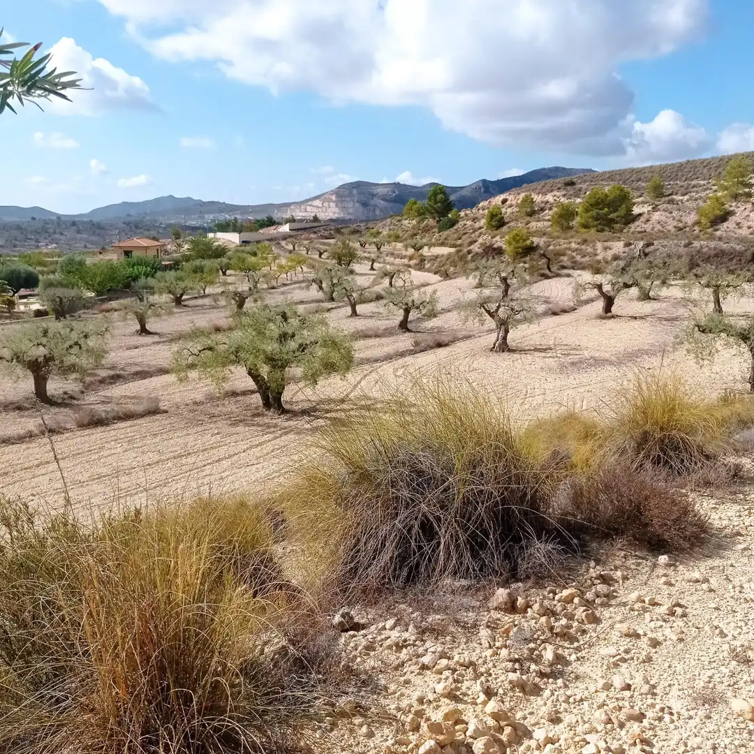 Terrain rustique à vendre à Hondón de las Nieves / El Fondó de les Neus, imagen 23