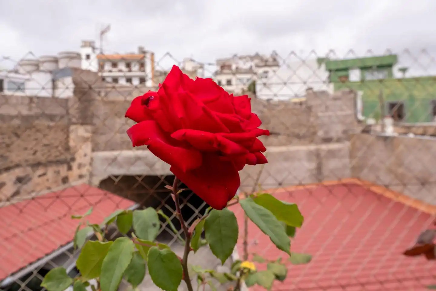 Garden of Houses for sale in Arucas
