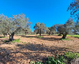 Land for sale in Dos Hermanas