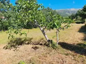Terreni e lotti in vendita a Jarandilla de la Vera, imagen 2