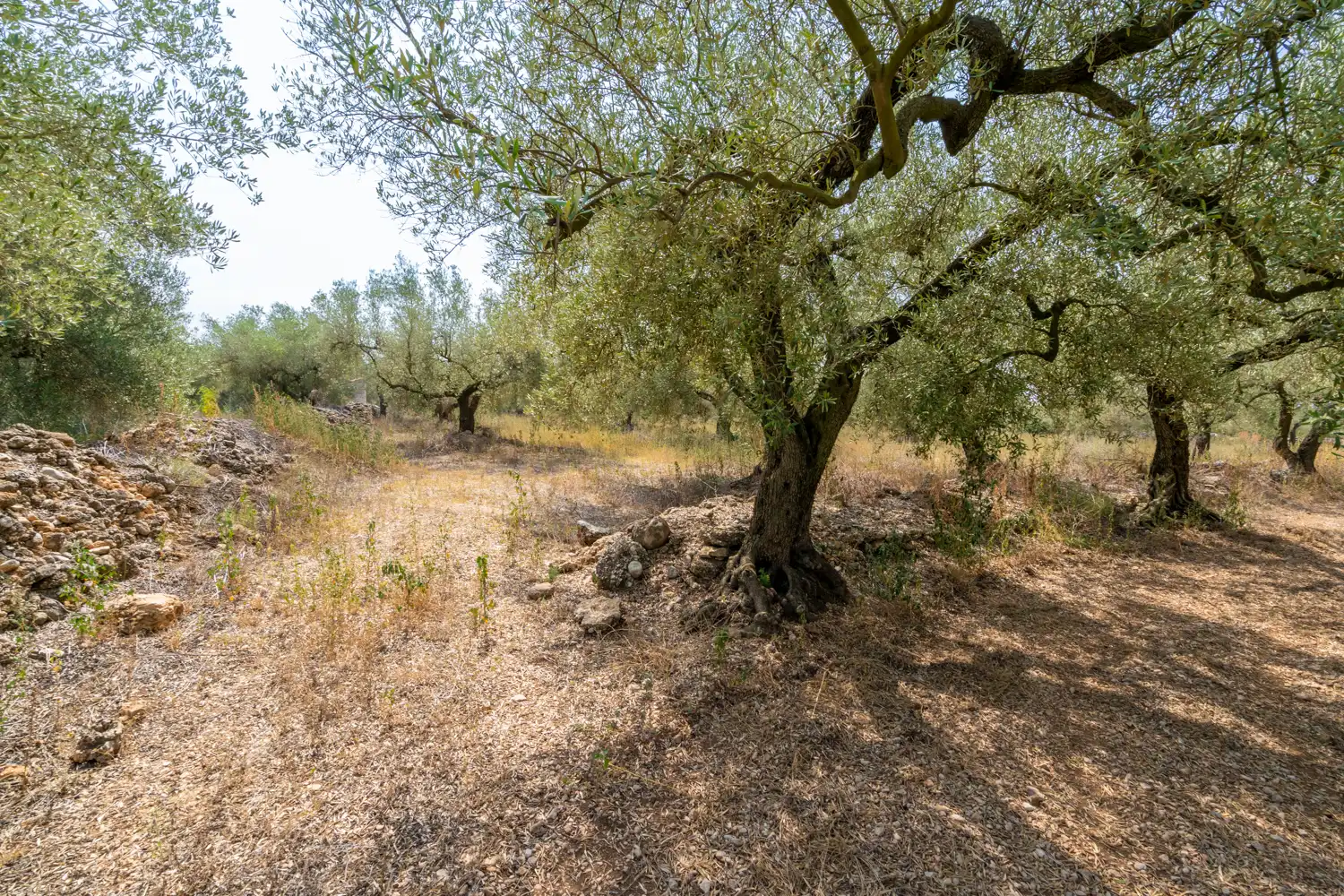 Rustikales Grundstück zum Verkauf in Ulldecona, imagen 7