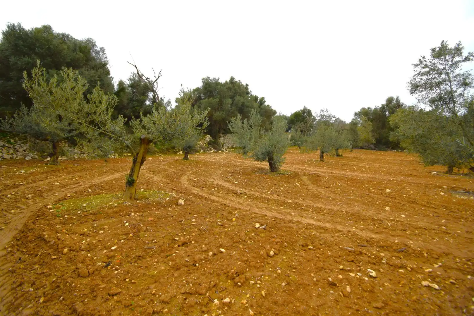 Rural land for sale in Muro, imagen 8