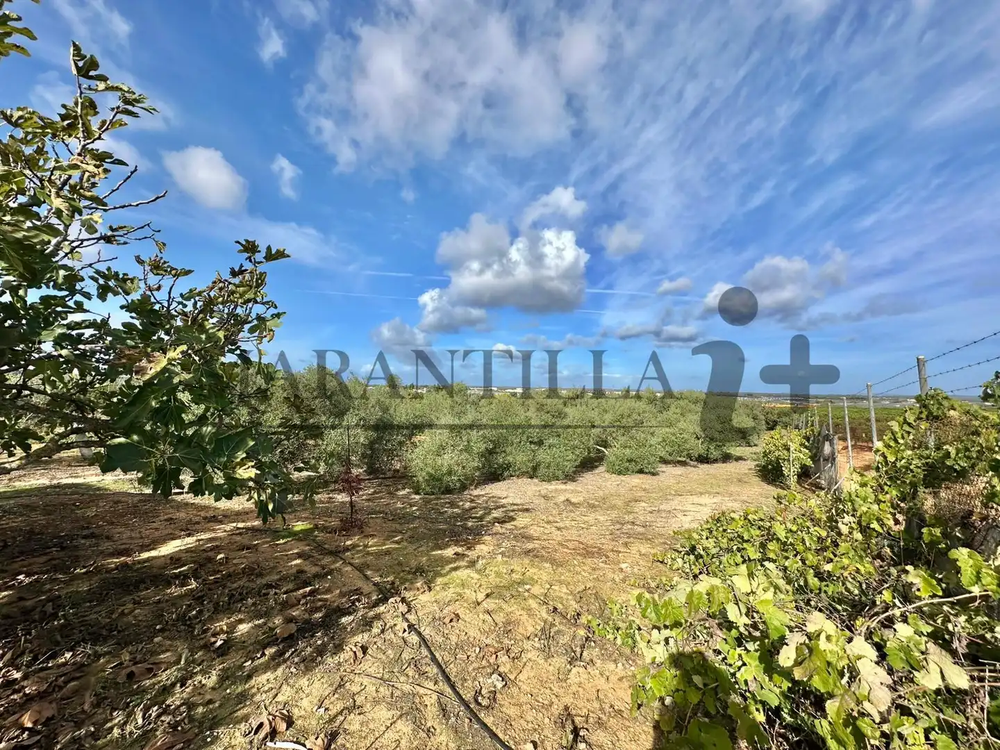Finca rústica en venta en Lepe con Terraza, Trastero y Amueblado