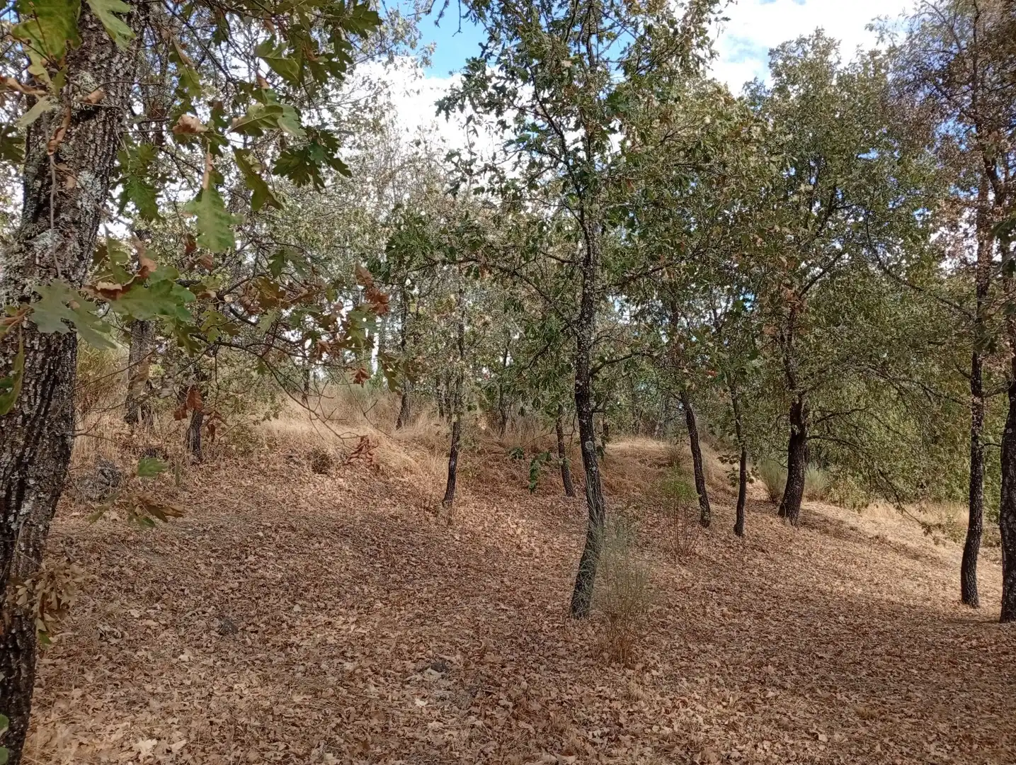 Terreni e lotti in vendita a Villanueva de la Vera, imagen 11