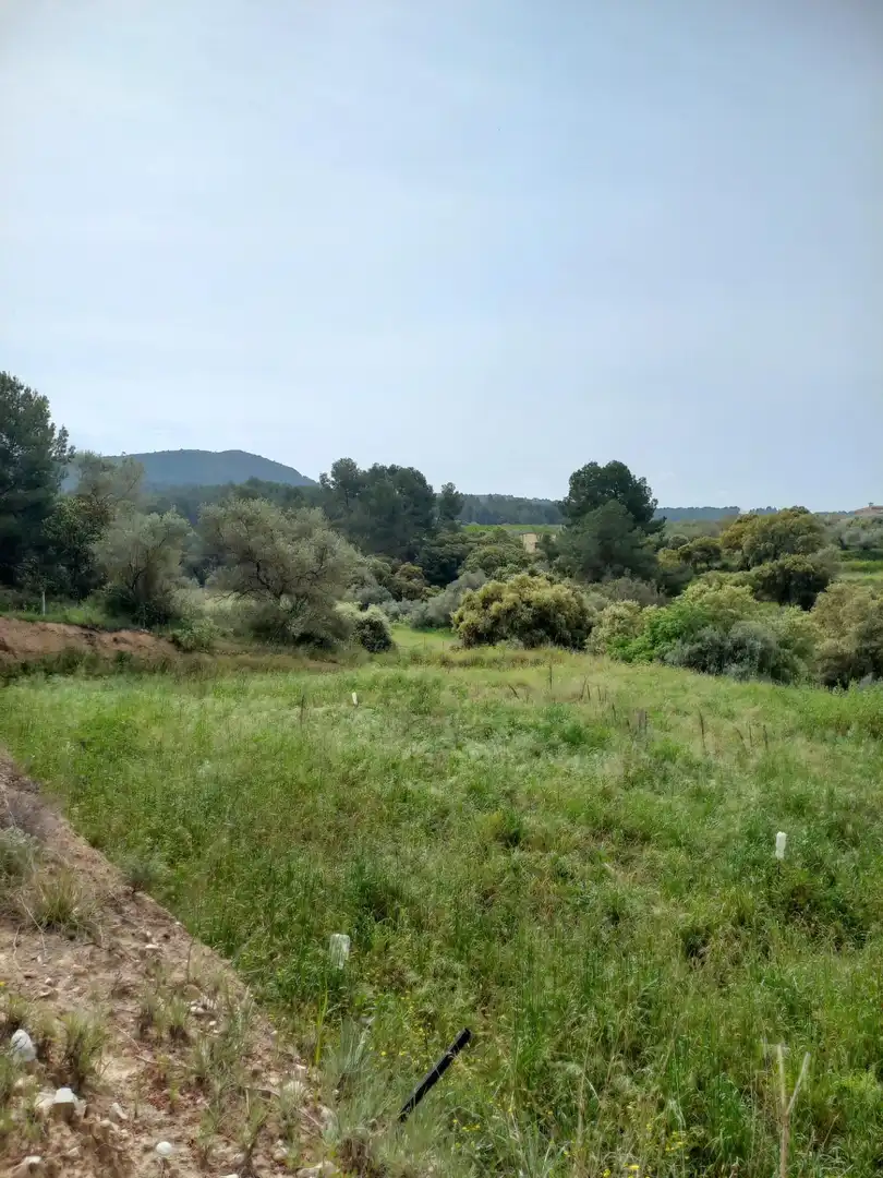 Rural land for sale in Ginestar, imagen 26