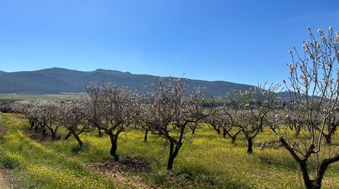 VENTA DE FINCA RUSTICA DE 6,5 HECTAREAS DE ALMENDROS Y ALGUNOS OLIVOS EN DILAR, immagine 3