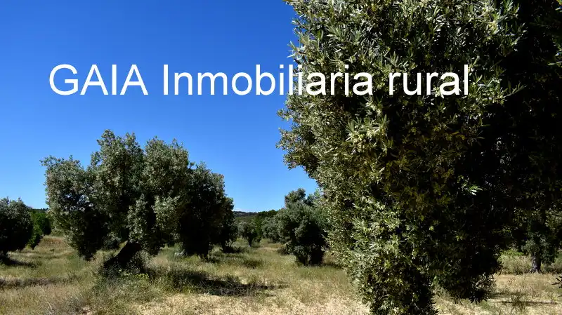 Finca rústica en venta en Maella