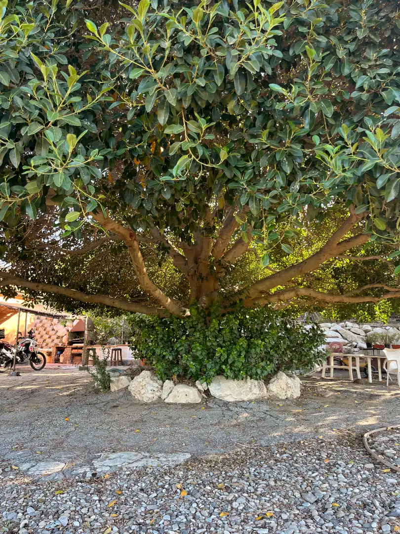 Jardín de Finca rústica en venta en Cártama con Aire acondicionado, Terraza y Amueblado