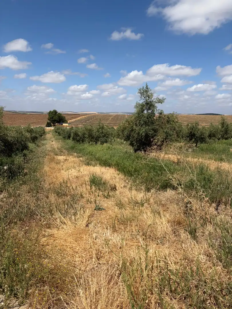Terreno rustico in vendita a Santaella, imagen 6