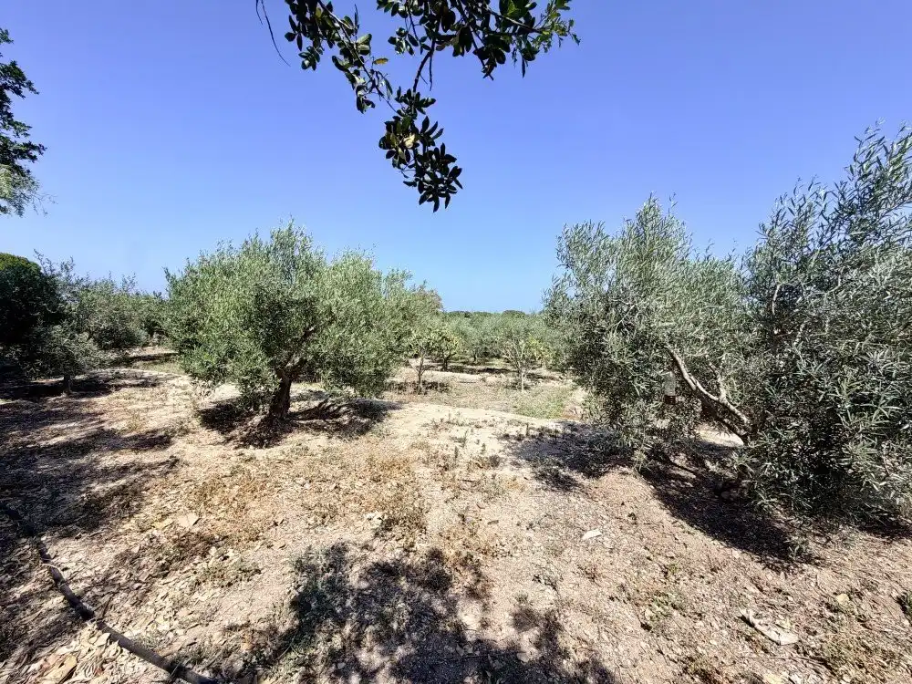 Country homes for sale in Elche / Elx