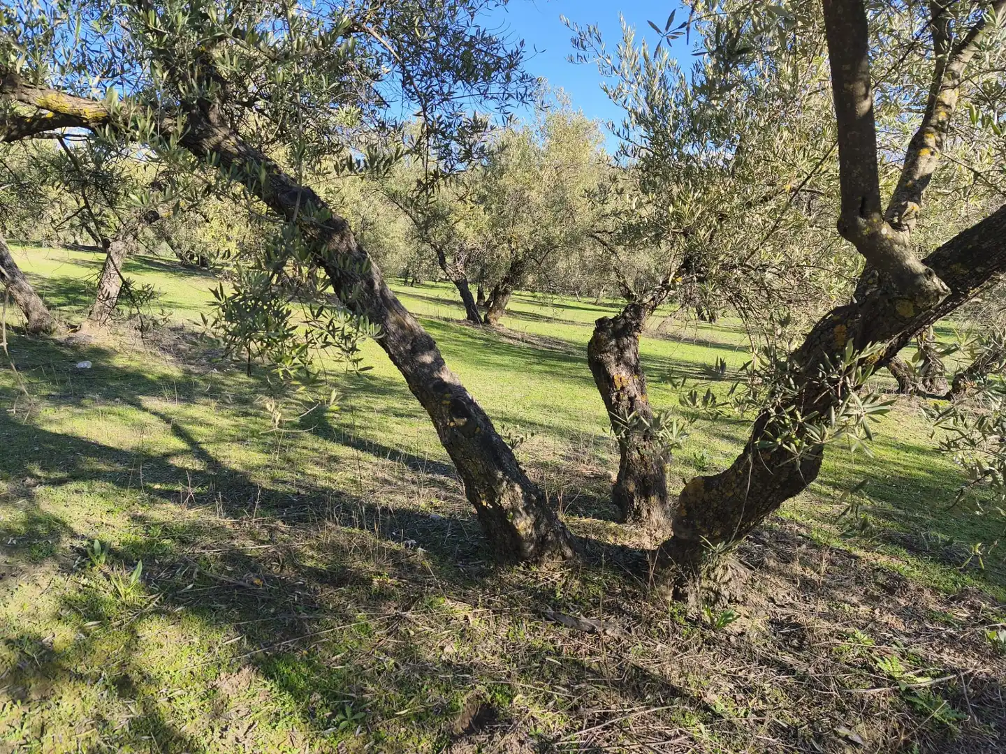Lands and plots for sale in Alfacar, imagen 3