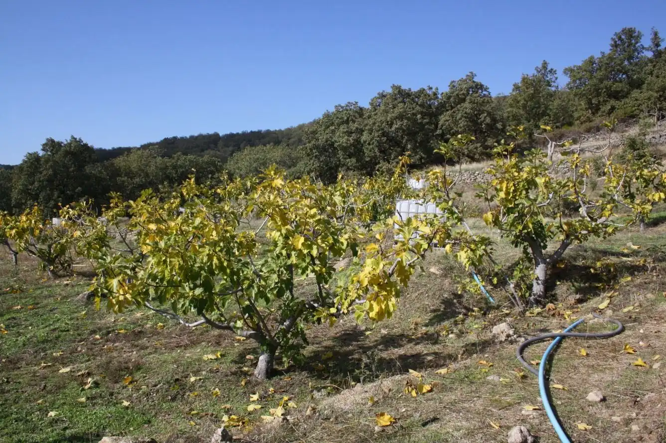 Jardín de Finca rústica en venta en Torremenga con Jardín privado, Terraza y Amueblado