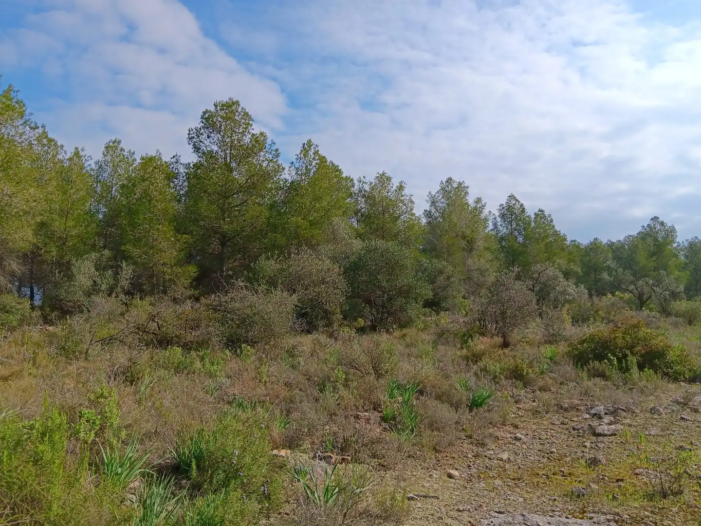 Lands and plots for sale in Ginestar, imagen 8