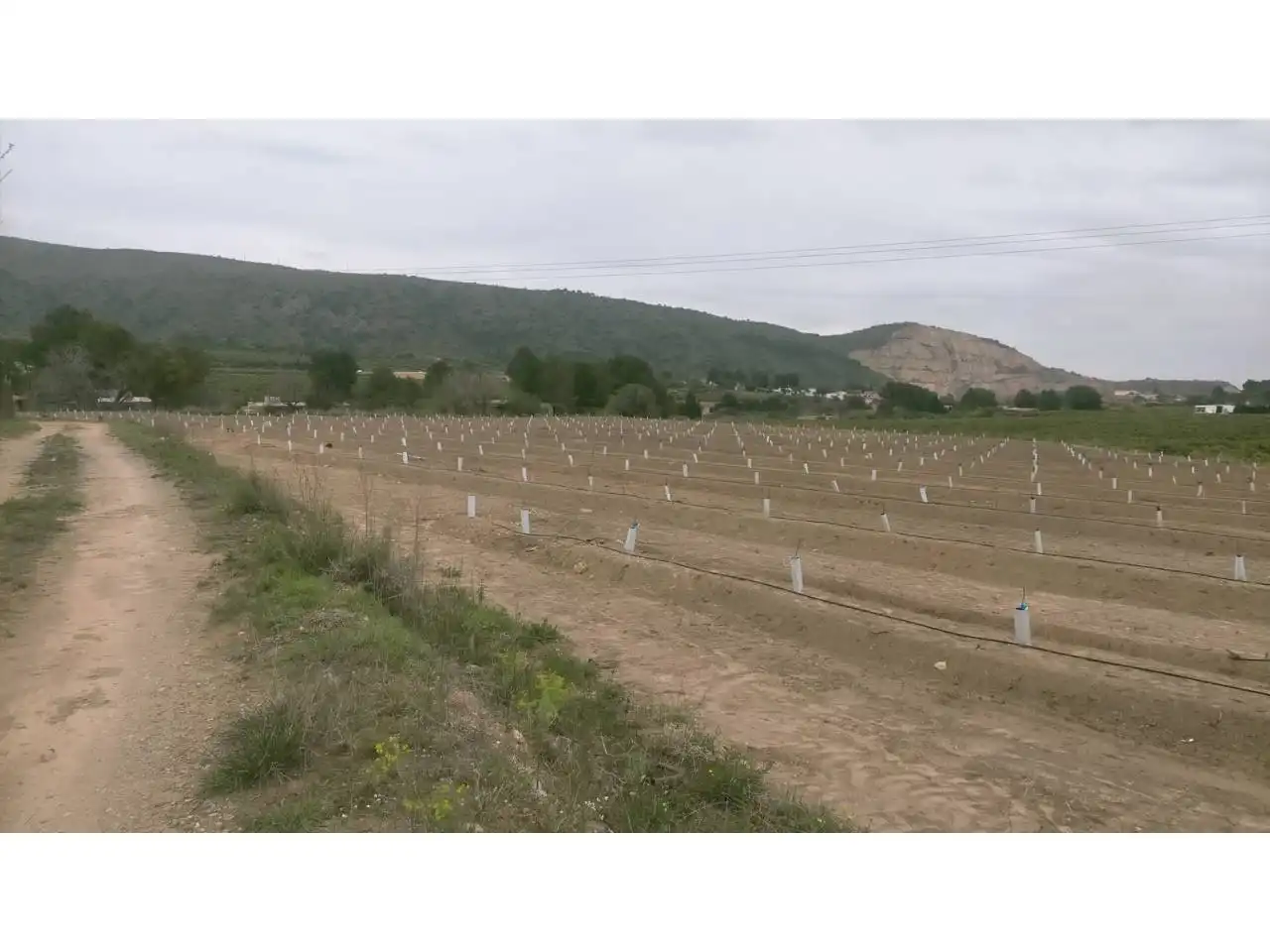 Terreno rustico in vendita a Calle XARCOS SECS, imagen 6