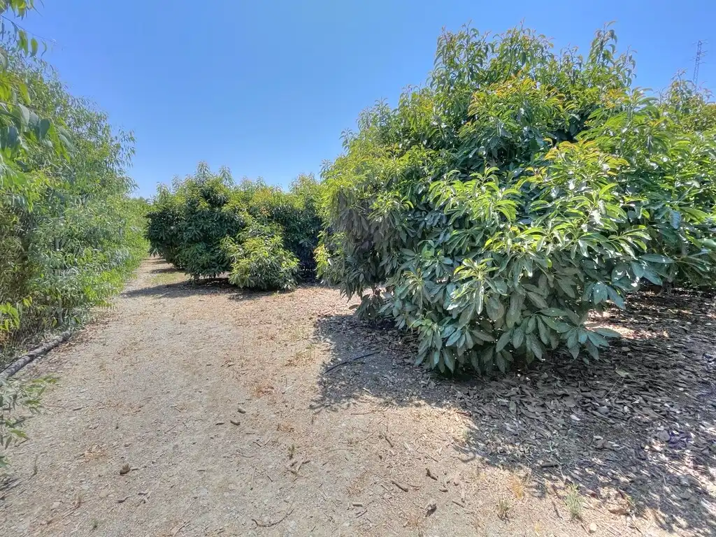 Finca rústica en venda en Benamocarra amb Jardí privat, Moblat i Forn