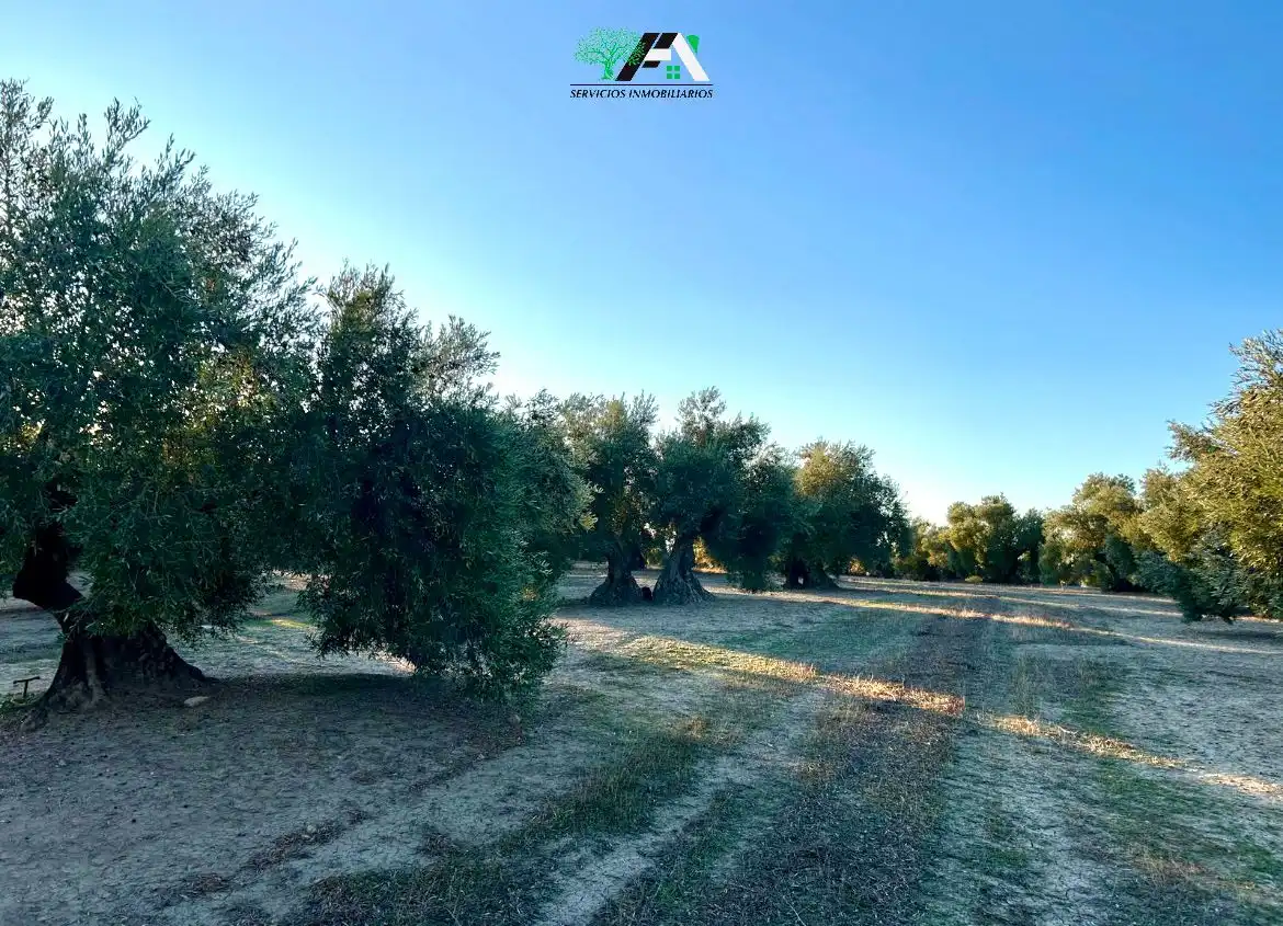 Terreno en venta en Ibros