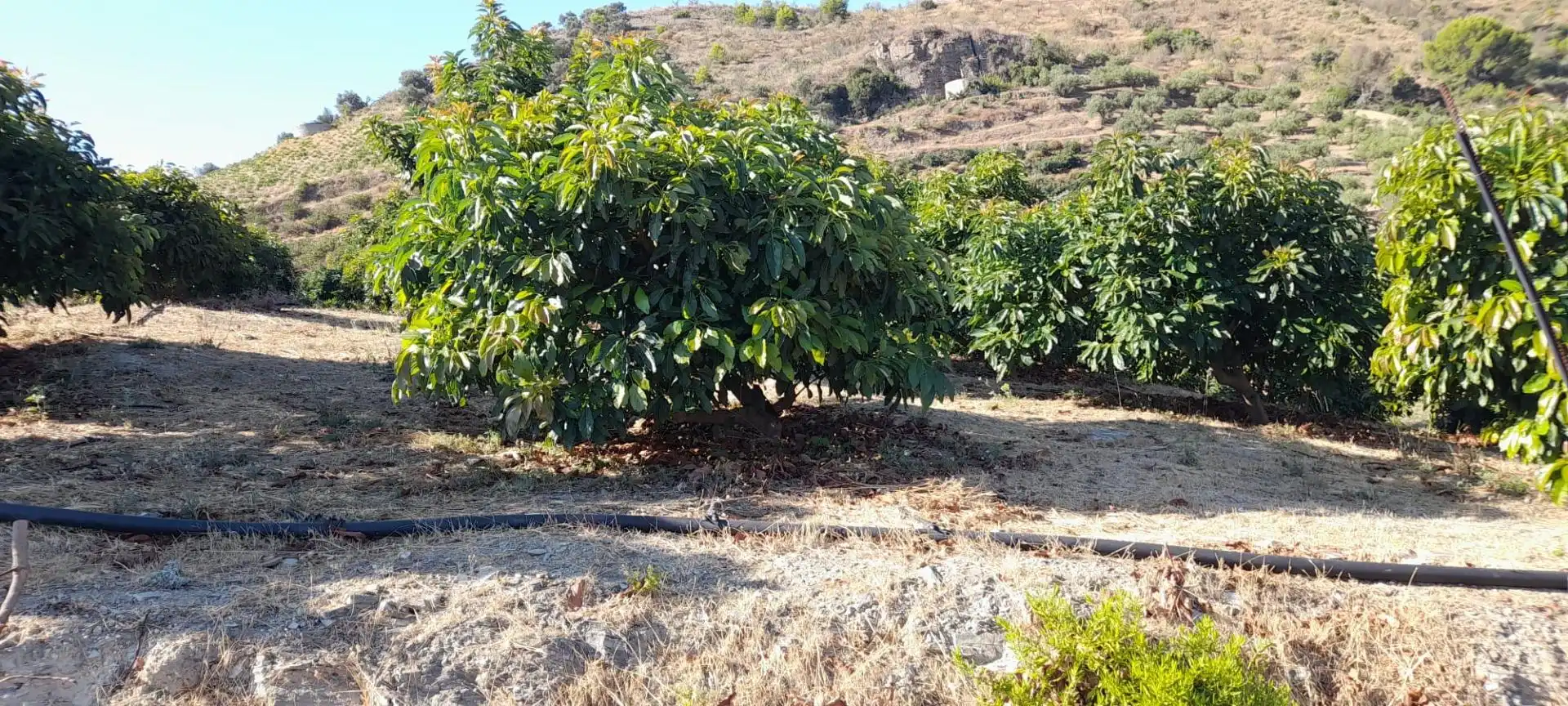 Terreno rustico in vendita a Ítrabo, imagen 4