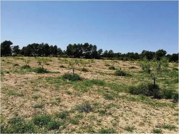 Rustikales Grundstück zum Verkauf in Almansa, imagen 8
