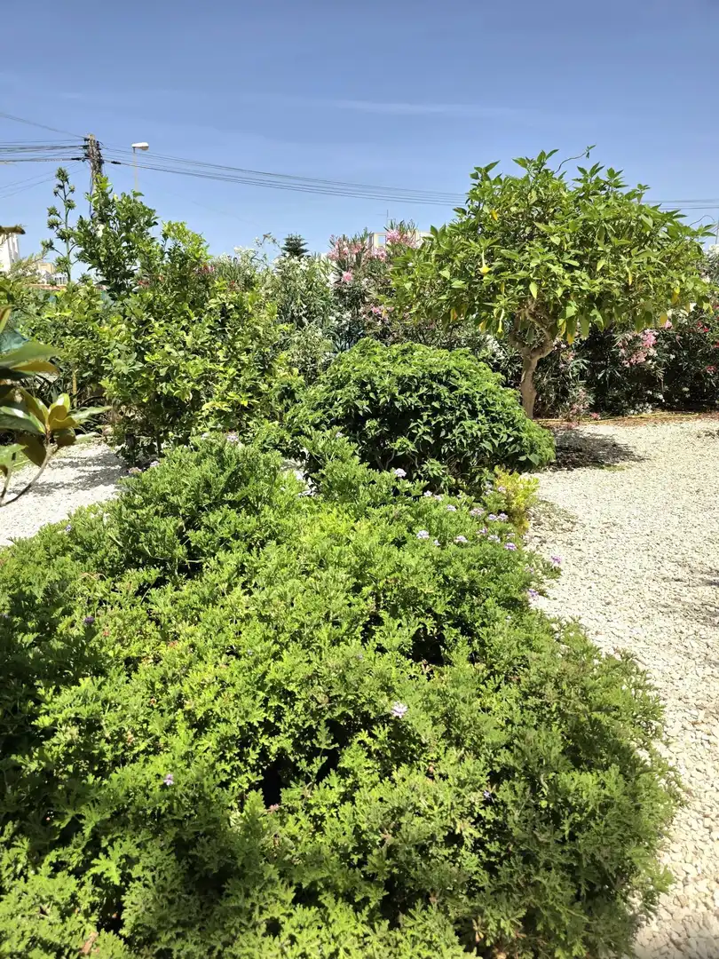 Jardí de Casa o xalet en venda en Torrevieja amb Aire condicionat, Jardí privat i Terrassa