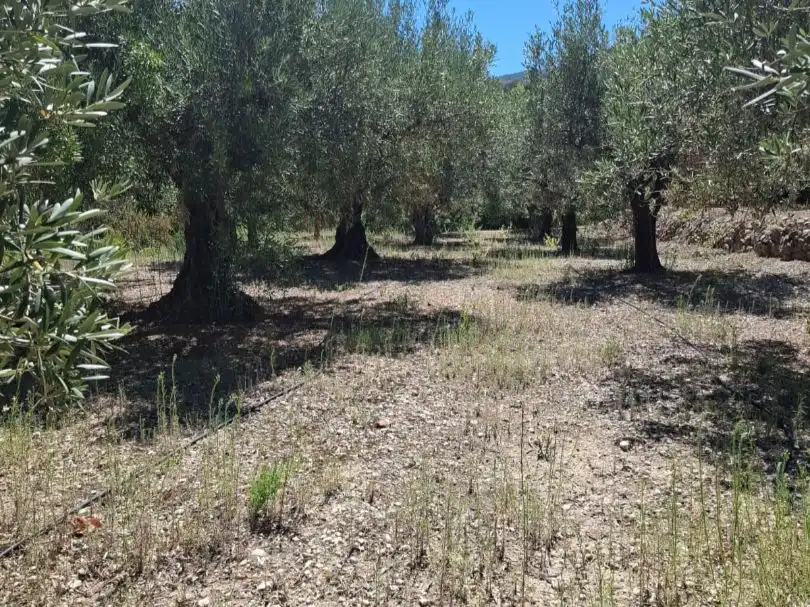 Grundstücke zum Verkauf in Beniardà