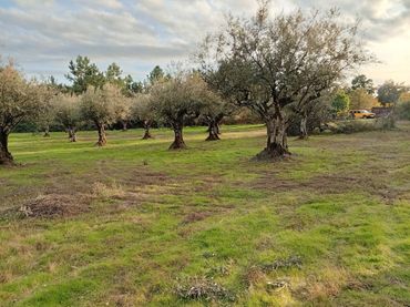 Terreno rustico in vendita a Villanueva de la Vera