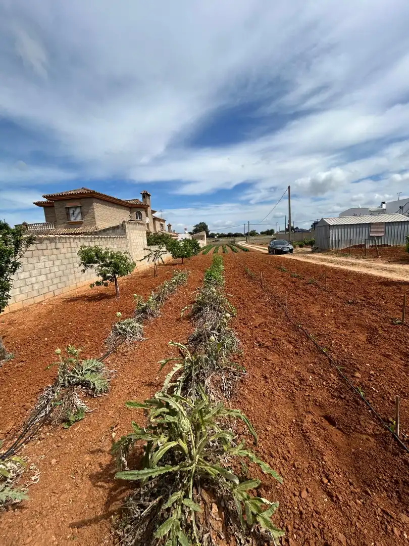 Houses for sale in Chiclana de la Frontera
