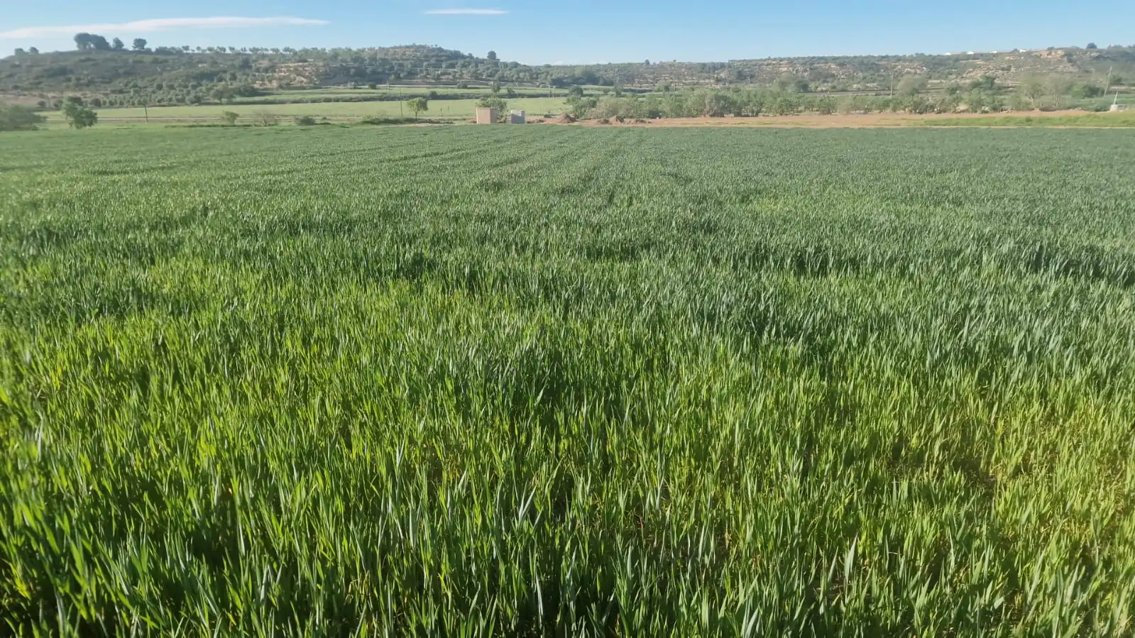Terreny rústic en venda a Les Borges Blanques, imagen 6