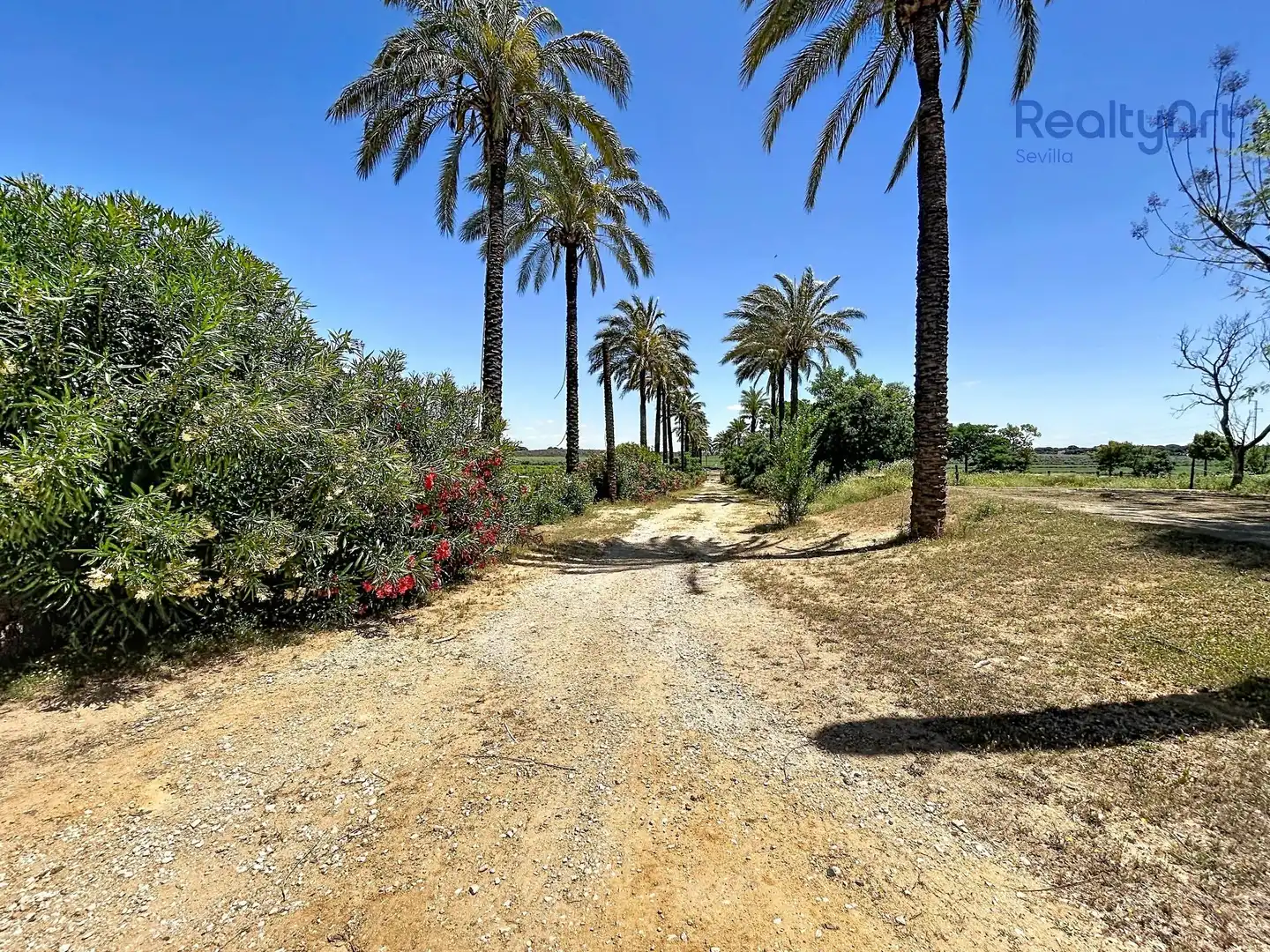 Vista exterior de Finca rústica en venta en Bollullos de la Mitación con Jardín privado y Piscina