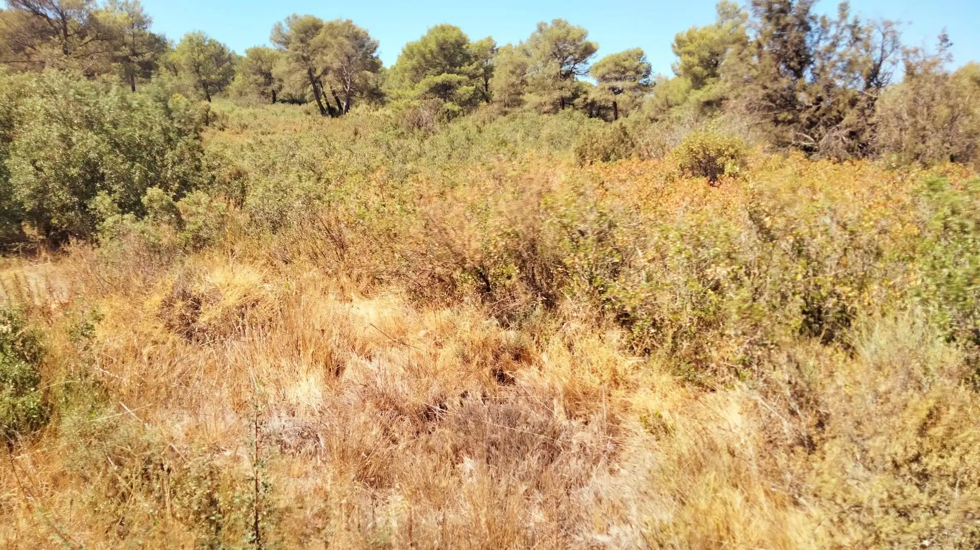 Terrenys i solars en venda a Querol
