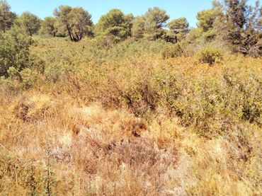 Terrenys i solars en venda a Querol