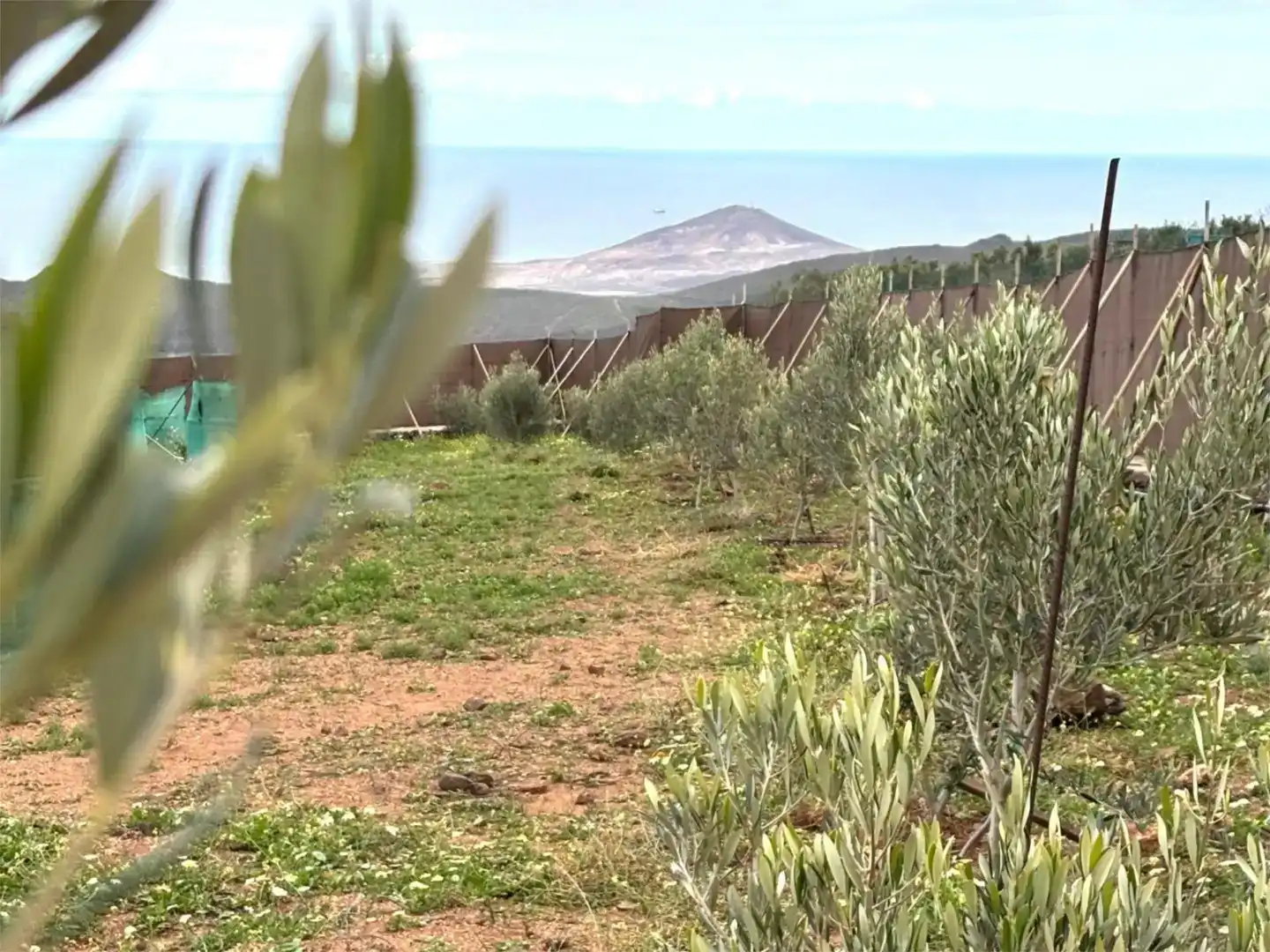 Finca rústica en venda en Ingenio