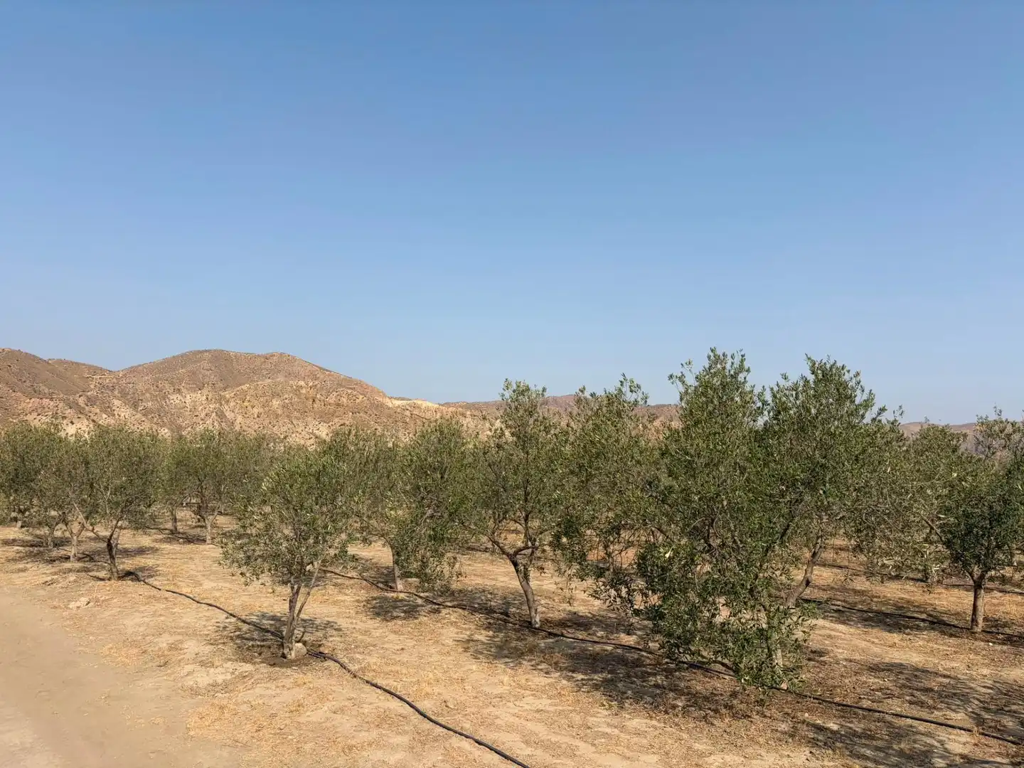 Terreno rustico in vendita a Santa Fe de Mondújar, imagen 6