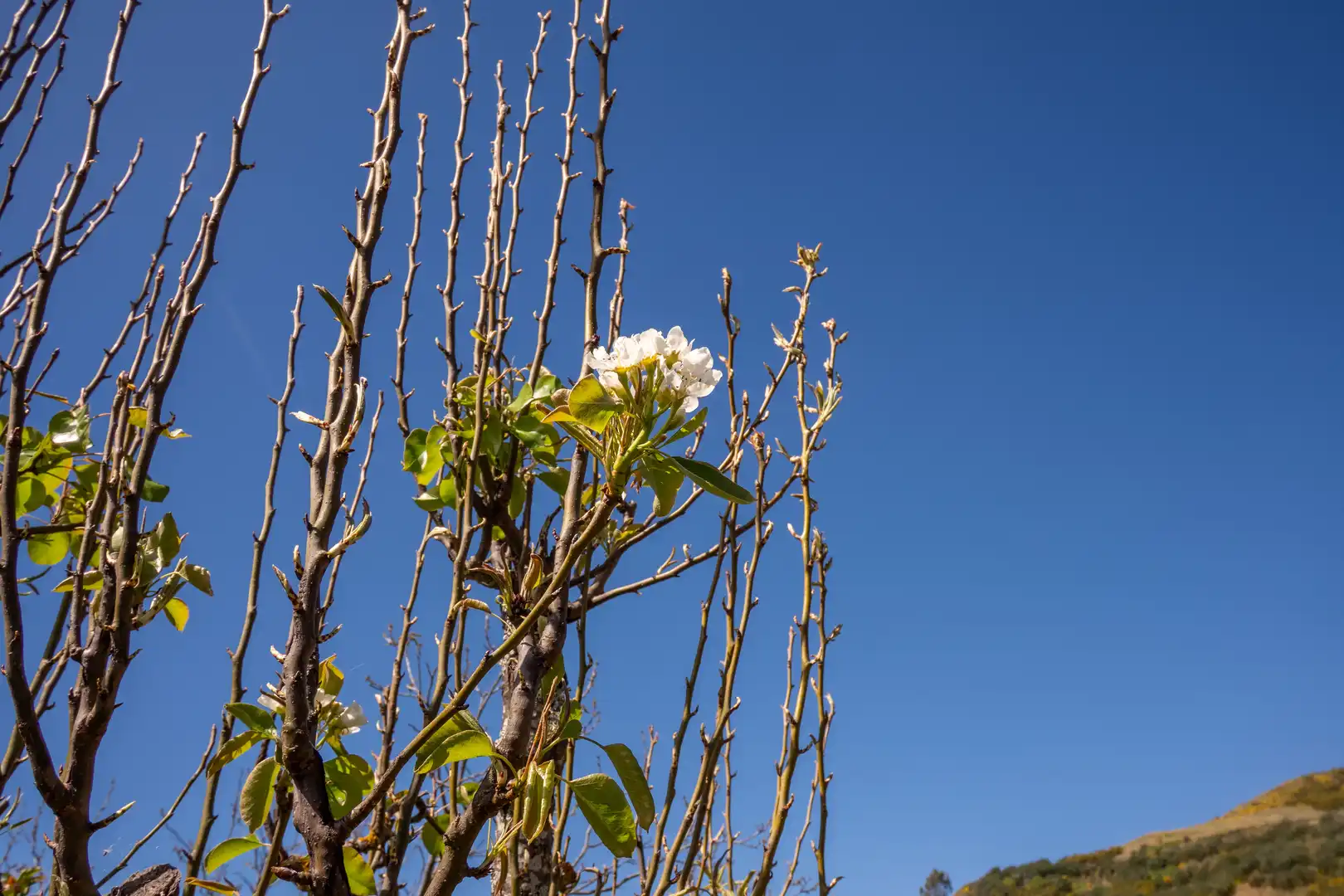 Jardí de Casa o xalet en venda en Vega de San Mateo amb Calefacció, Jardí privat i Terrassa