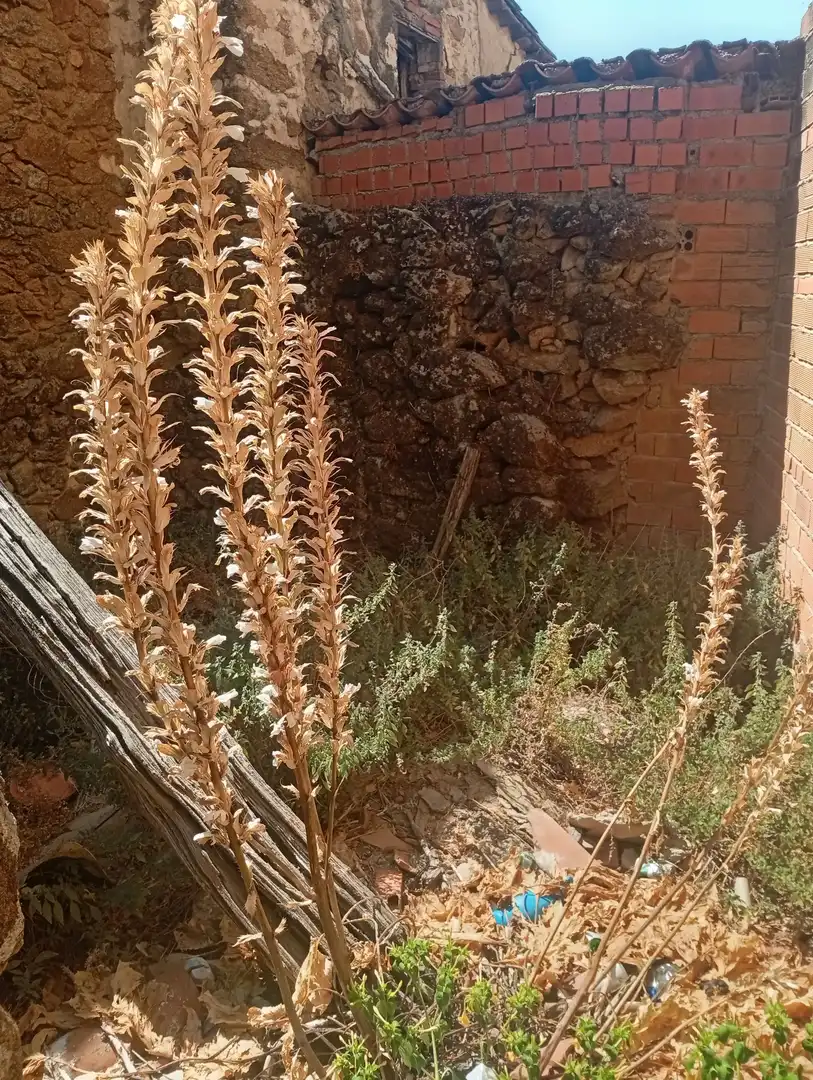 Jardín de Residencial en venta en Talaveruela de la Vera