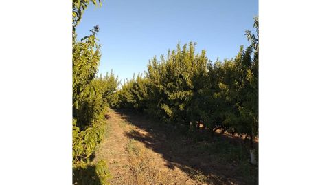FINCA RUSTICA EN VENTA, immagine 4