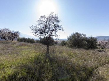 Terrain résidentiel à vendre à Avenida de Andalucía